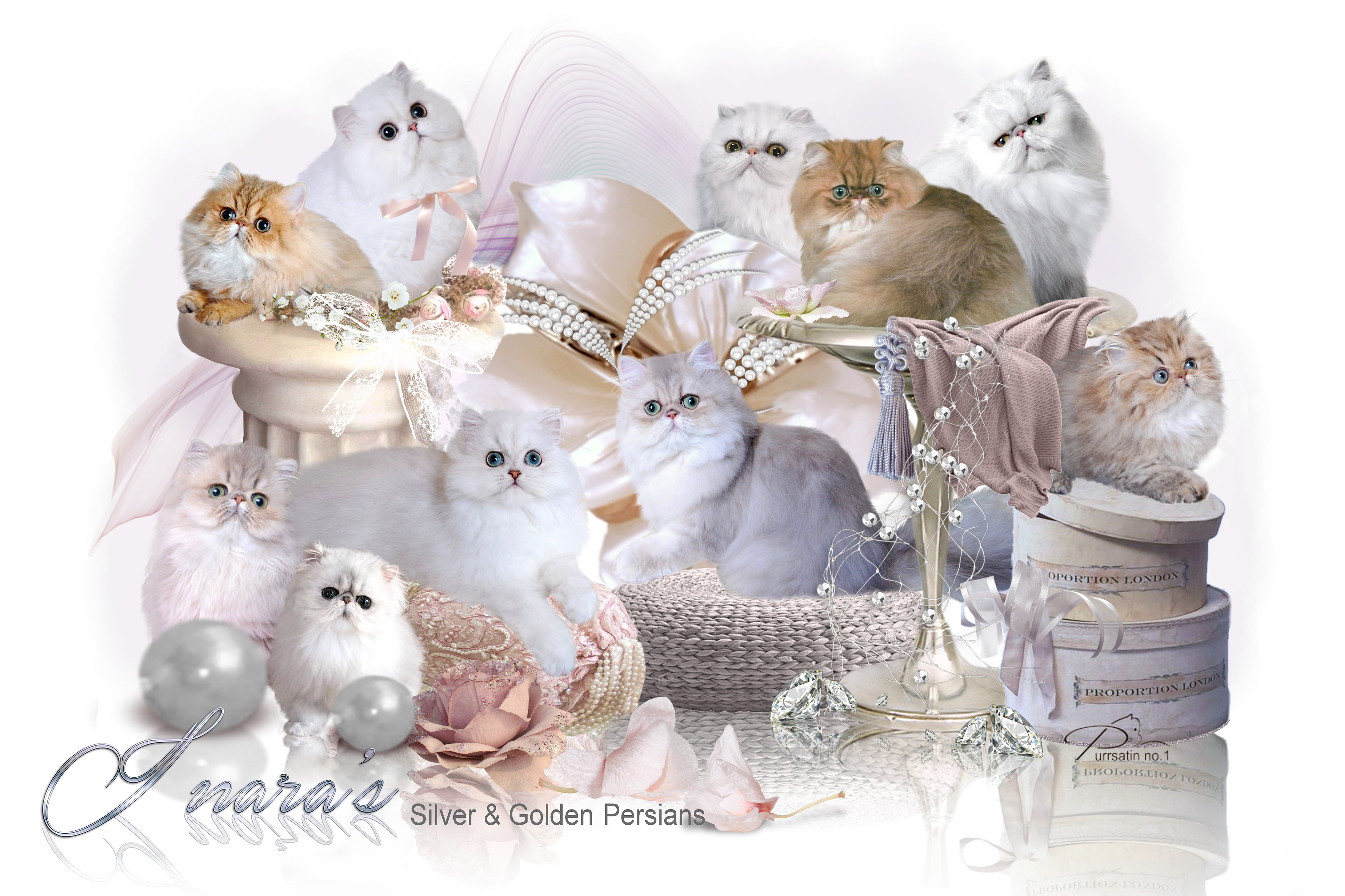 Inara's Persian Kittens