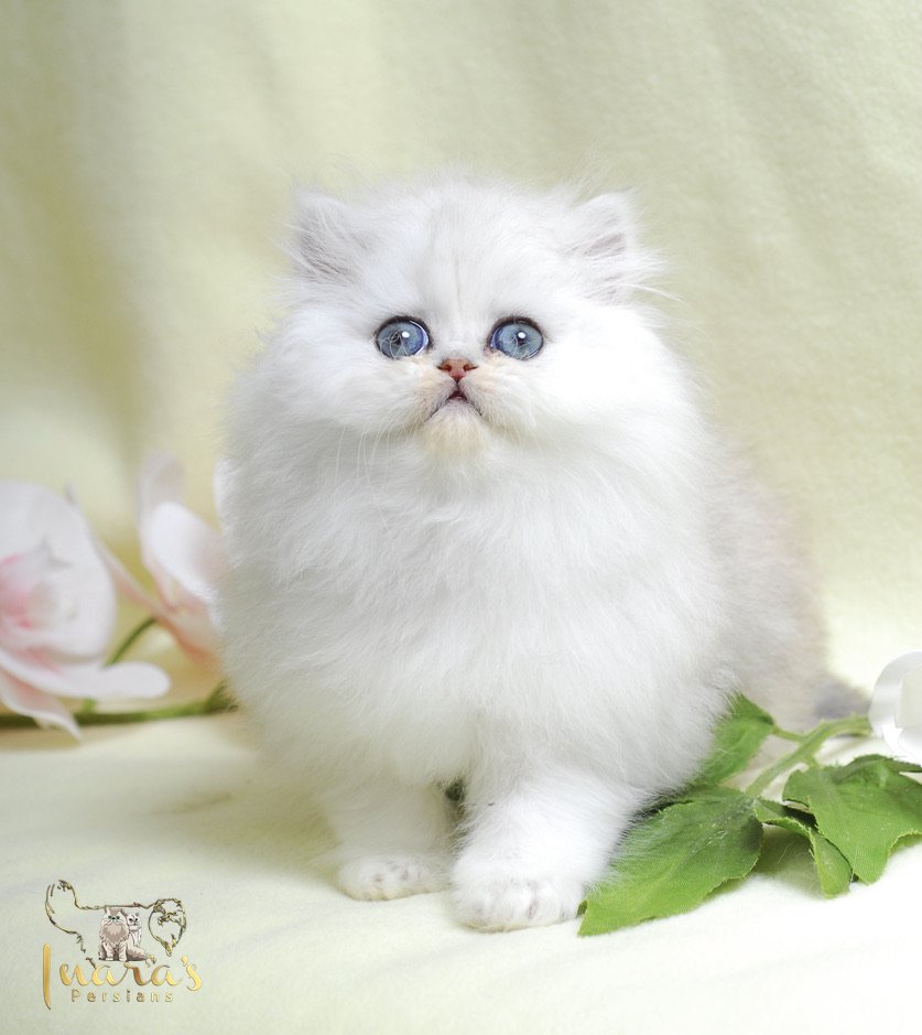 Silver Chinchilla Persian Kittens for Sale - Meet Sheba