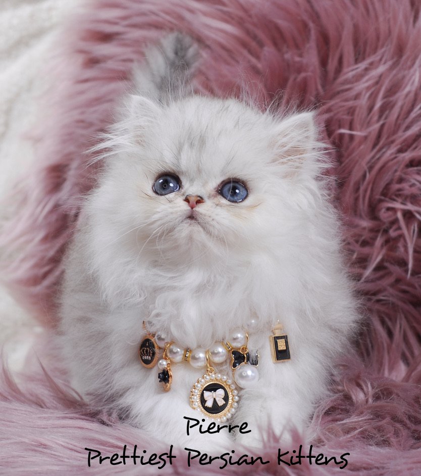 Inara's Prettiest Kittens