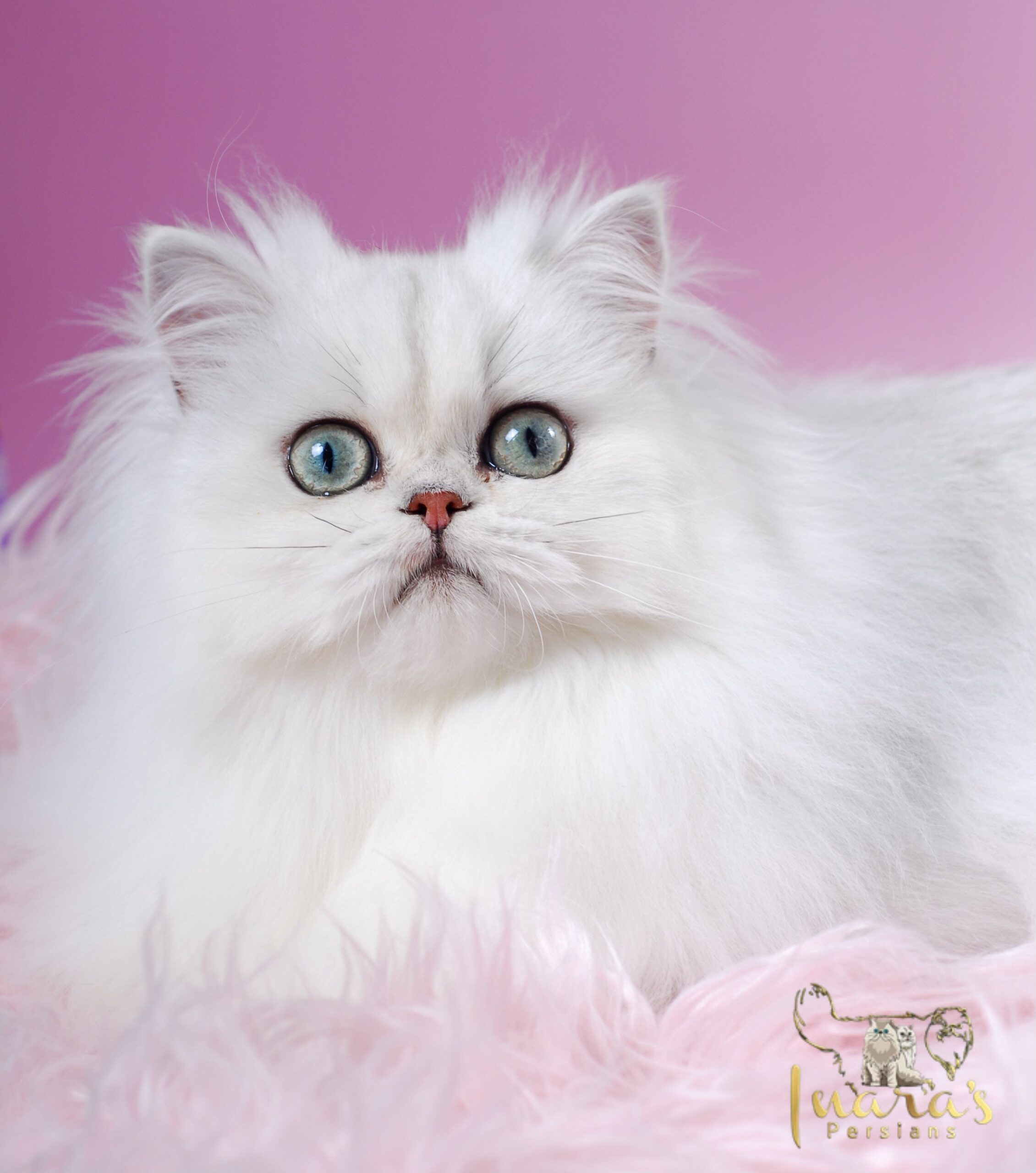 Silver Chinchilla Persian