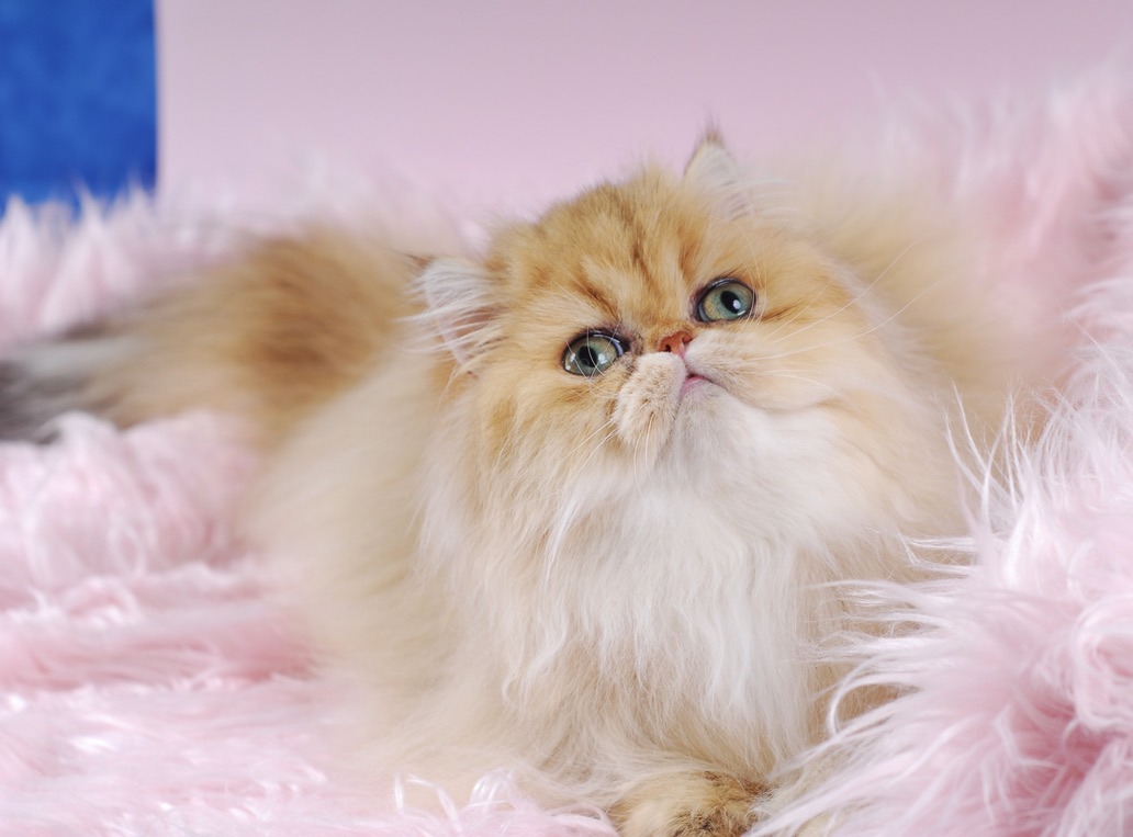 Golden Persian Queen Teary