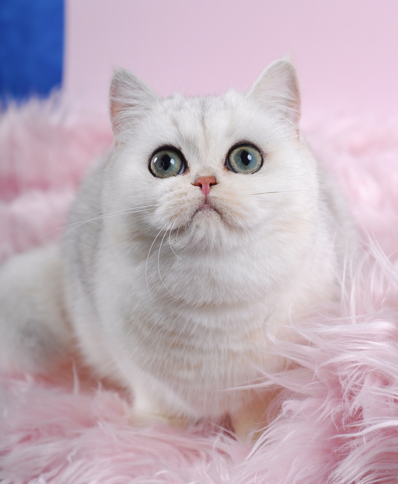 Silver Chinchilla British Shorthair