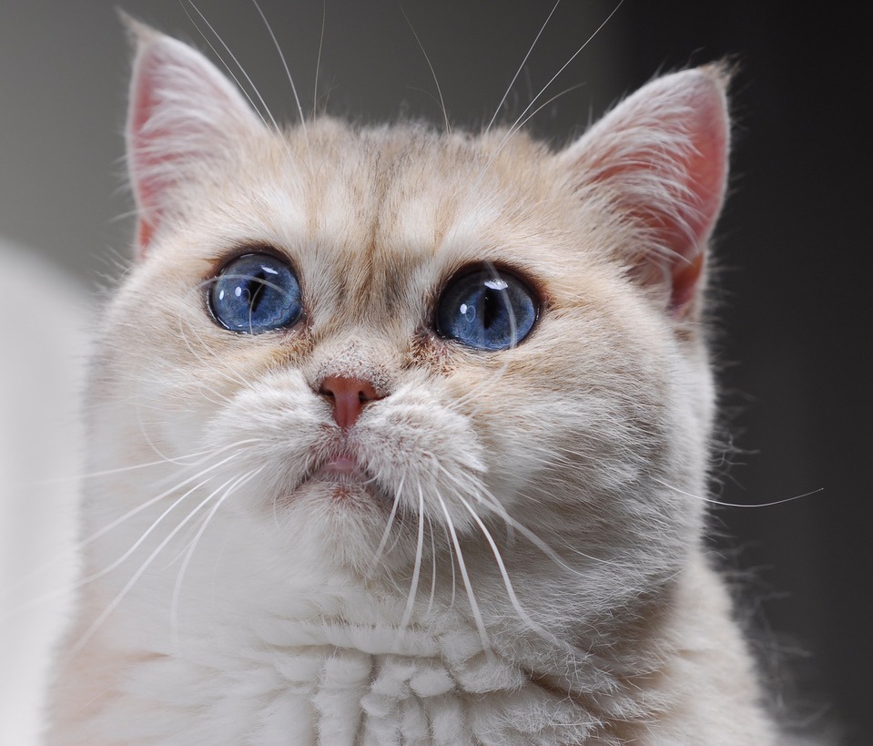 Bambi &mdash; Inara's Prettiest Persians