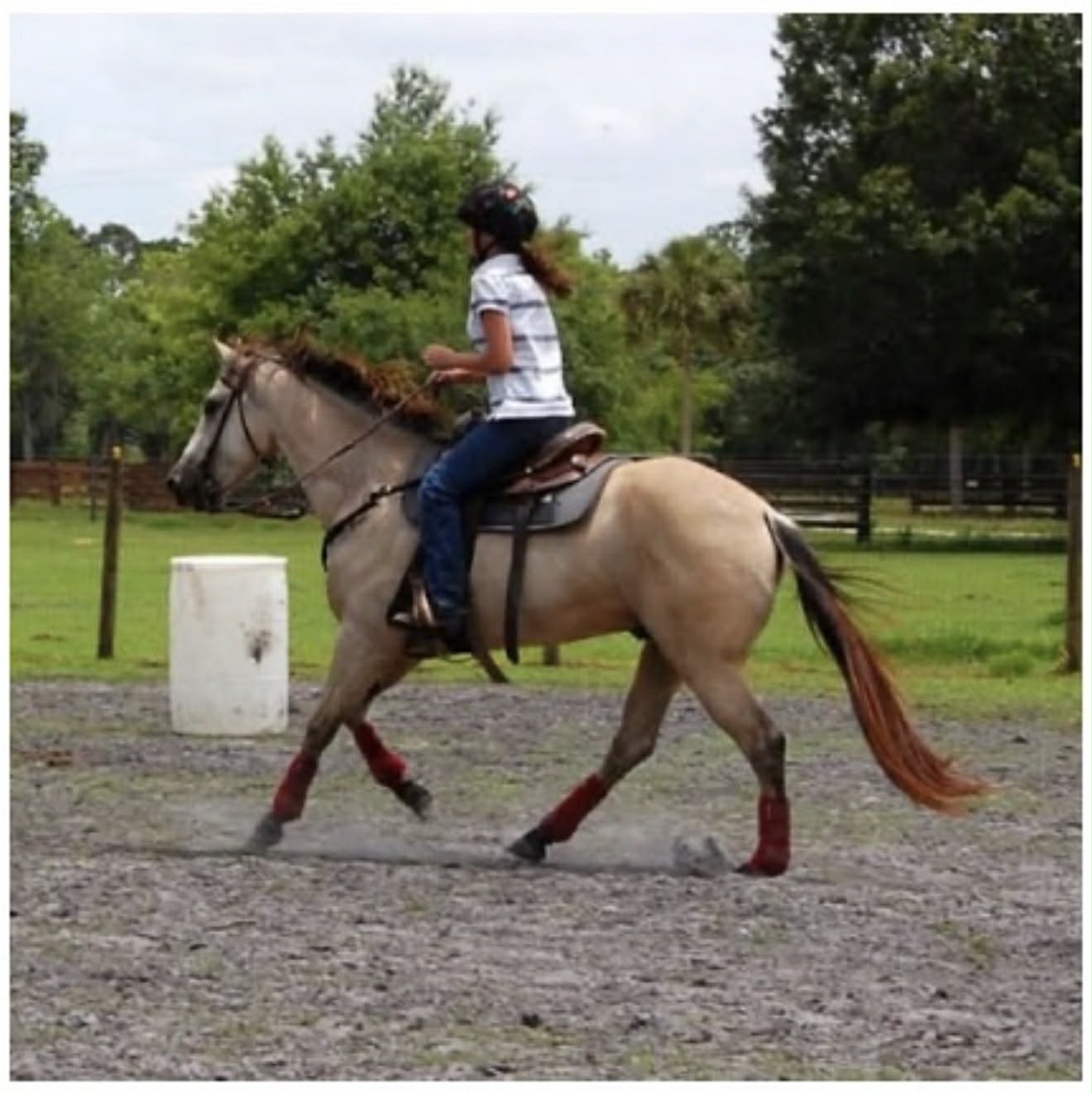 LynnC &mdash; Inara's Prettiest Persians