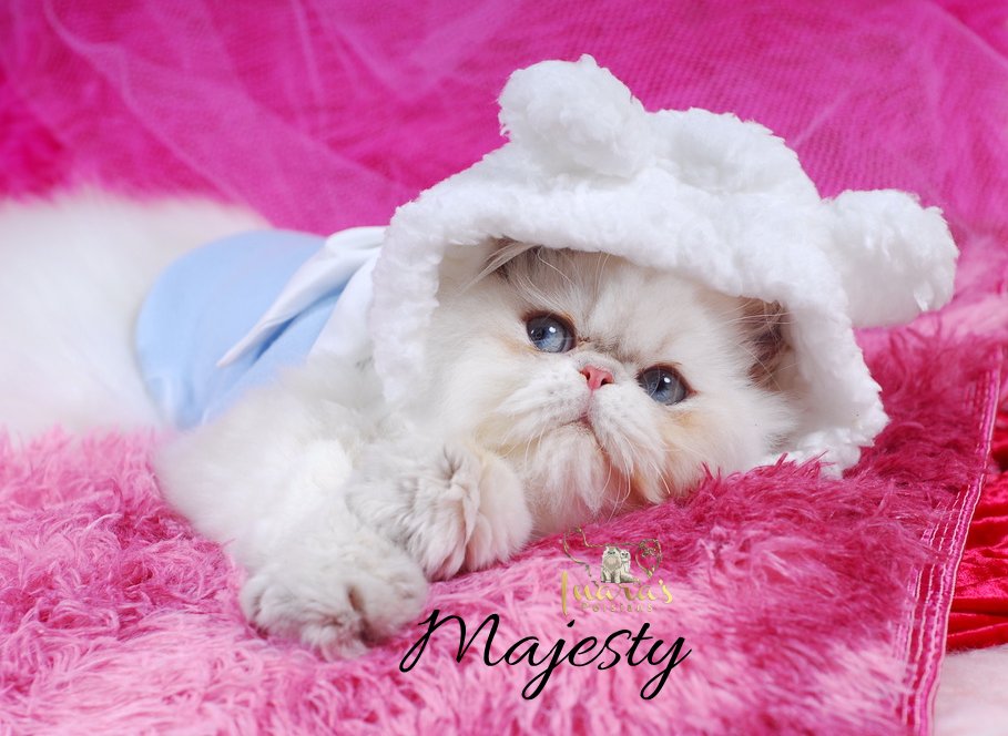 Retired Persian &mdash; Blue Golden Point