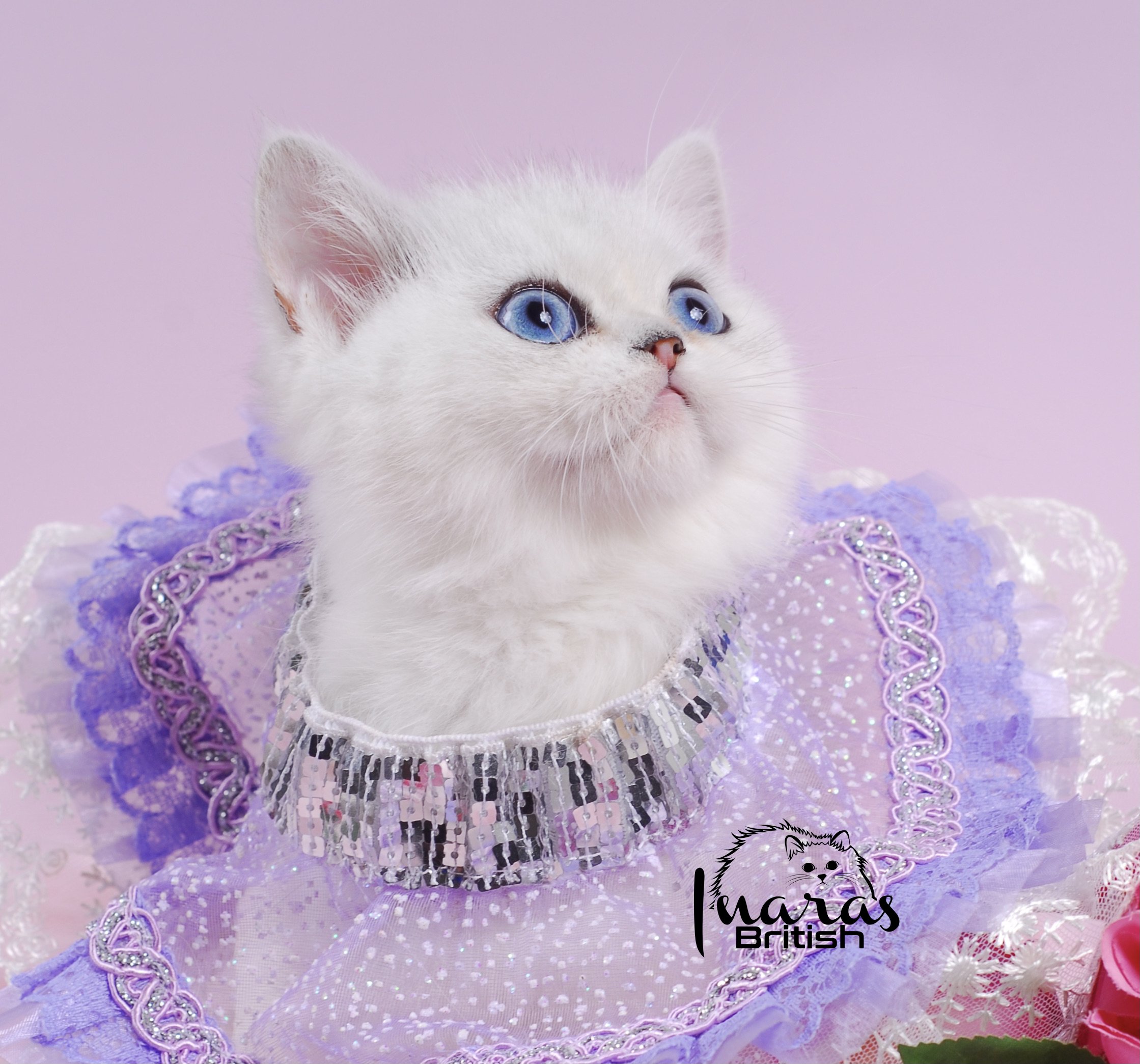 Bambi &mdash; Baby &mdash; Inara's Prettiest Persians