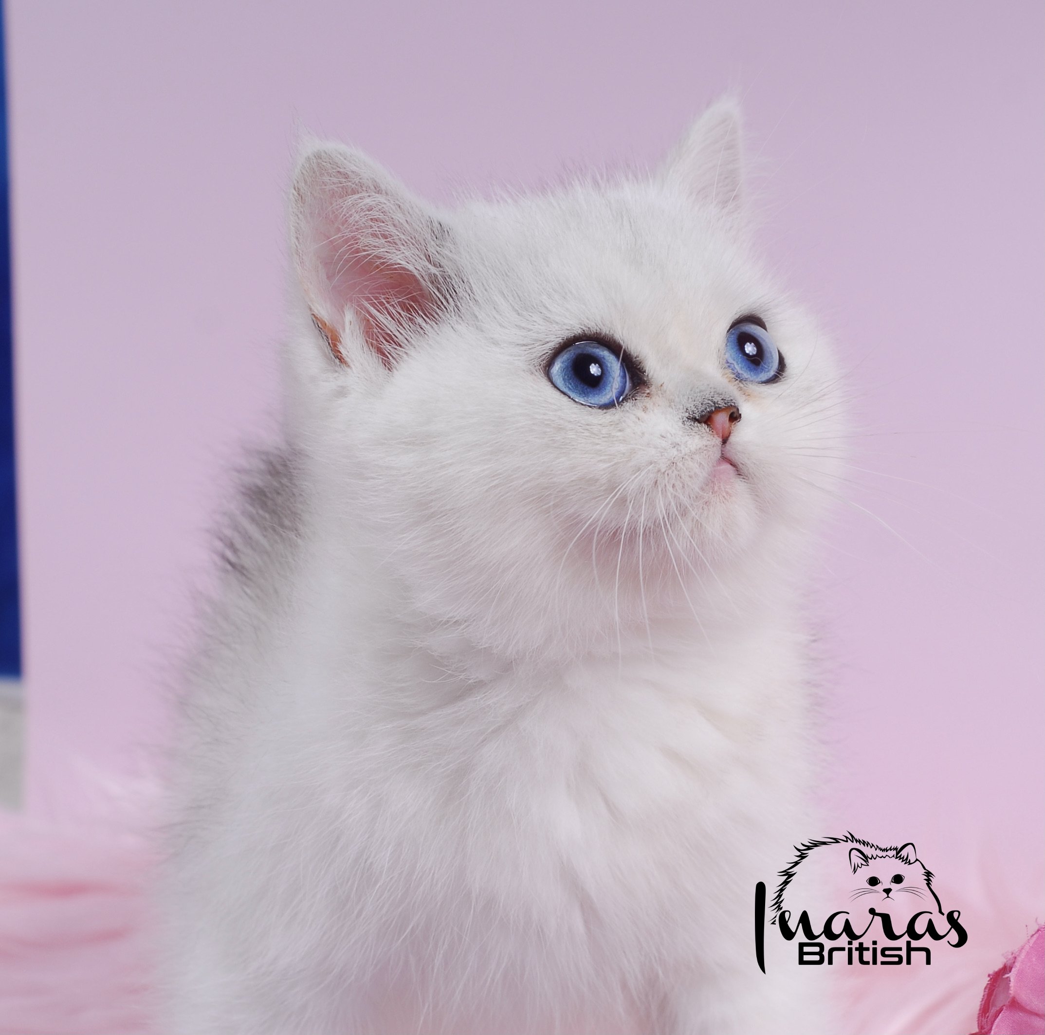 Bambi &mdash; Baby &mdash; Inara's Prettiest Persians