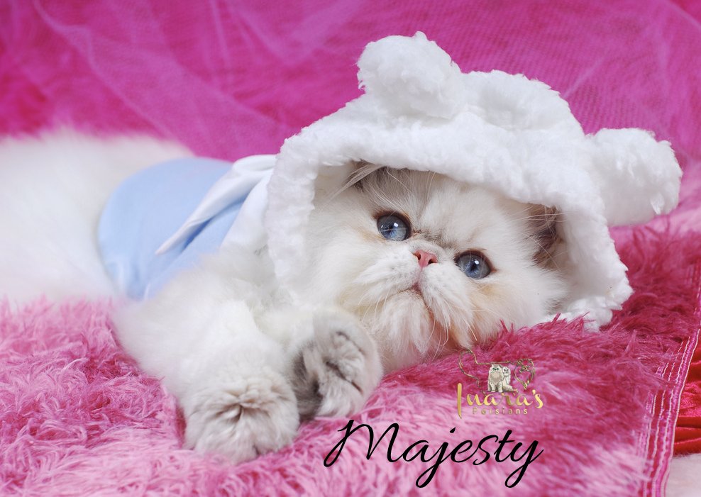 Retired Persian &mdash; Blue Golden Point