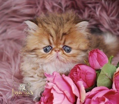 Thoth Persian Kitten