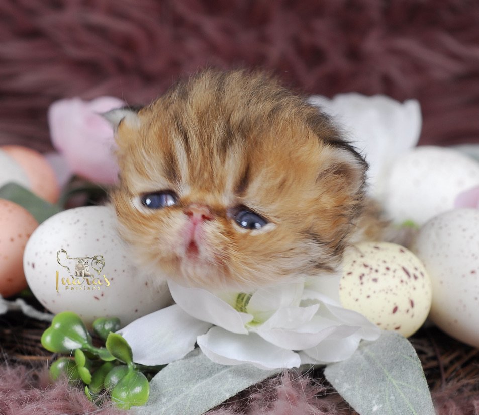 Caspian &mdash; Golden Persian Boy