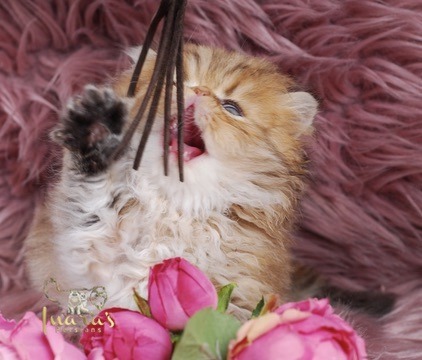 Thoth Persian Kitten