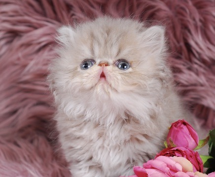 Soleil Persian Kitten