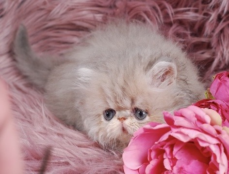 Soleil Persian Kitten