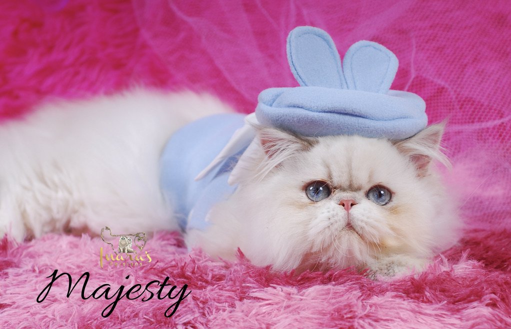 Retired Persian &mdash; Blue Golden Point