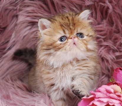 Caspian Persian Kitten