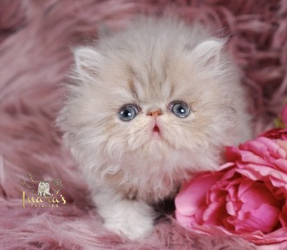 Soleil Persian Kitten