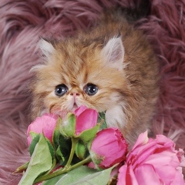 Zephyr Persian Kitten
