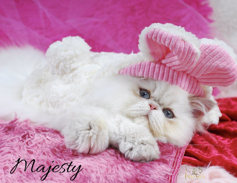 Retired Persian &mdash; Blue Golden Point