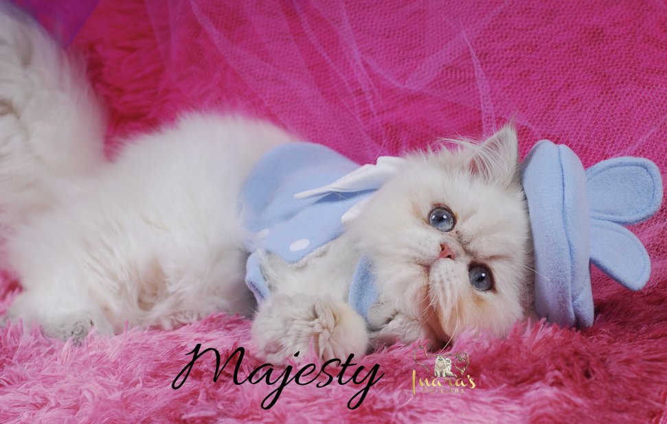Retired Persian &mdash; Blue Golden Point