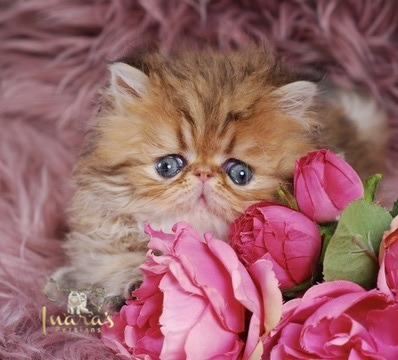 Thoth Persian Kitten