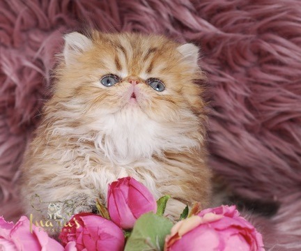 Thoth Persian Kitten