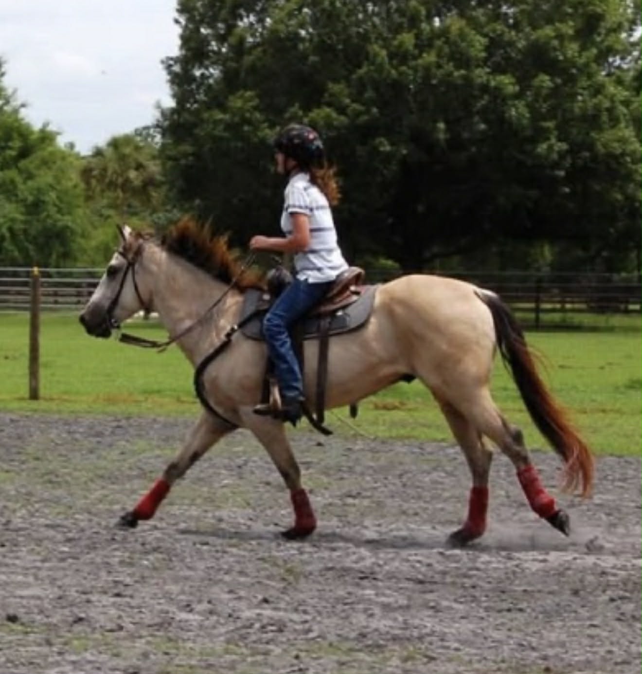 LynnC &mdash; Inara's Prettiest Persians