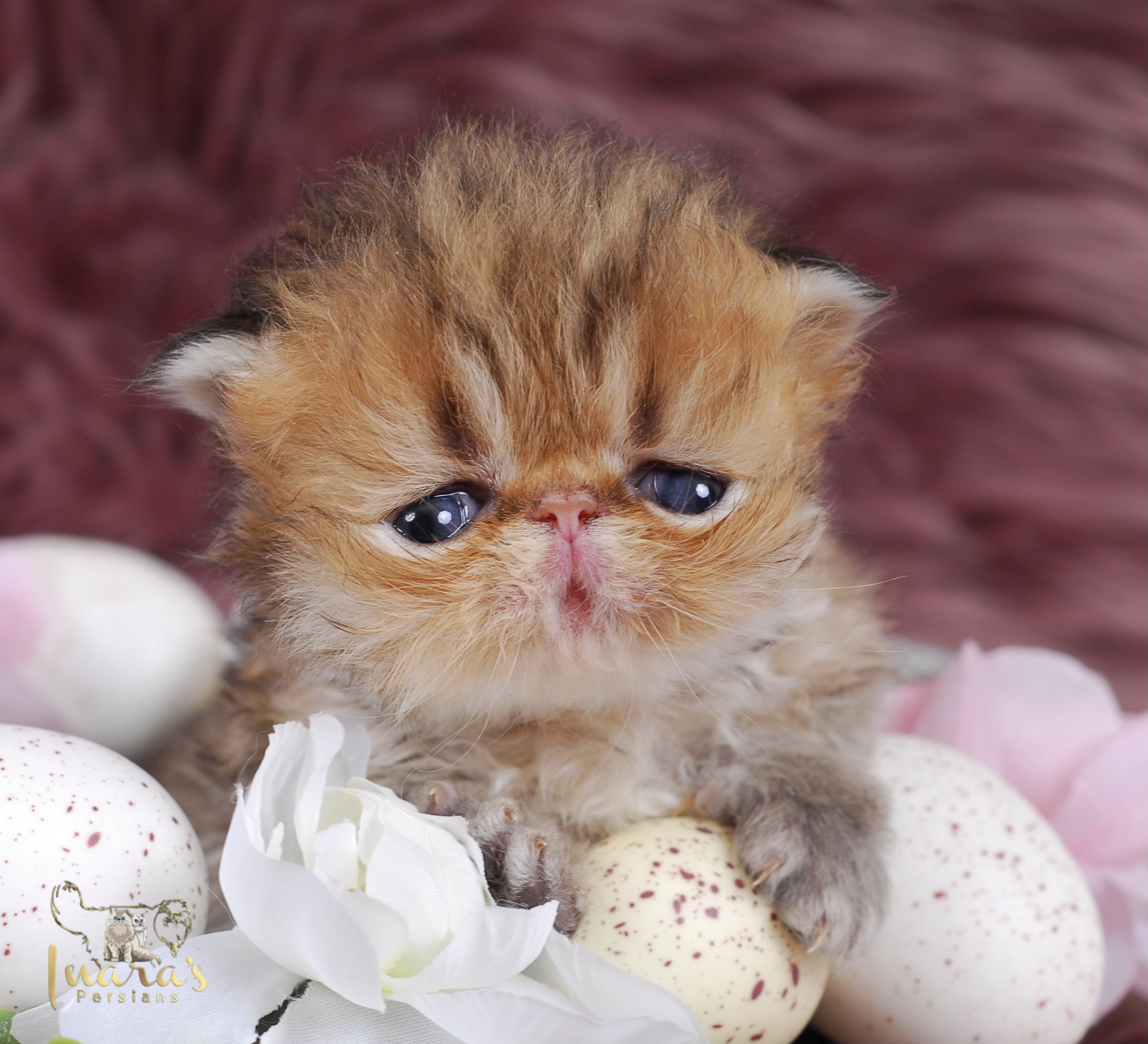 Thoth &mdash; Golden Persian Boy