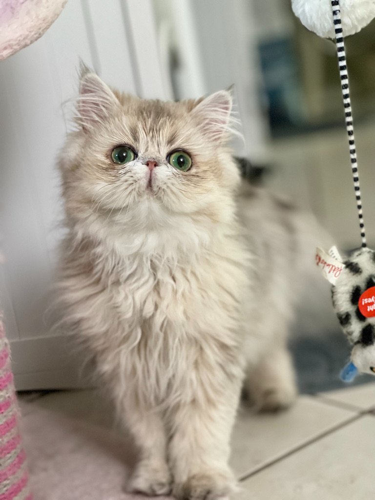 Bella