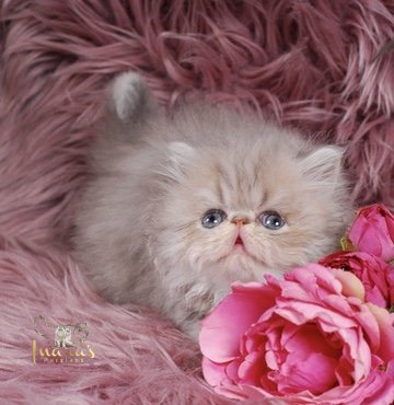 Soleil Persian Kitten