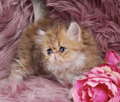 Zephyr Persian Kitten