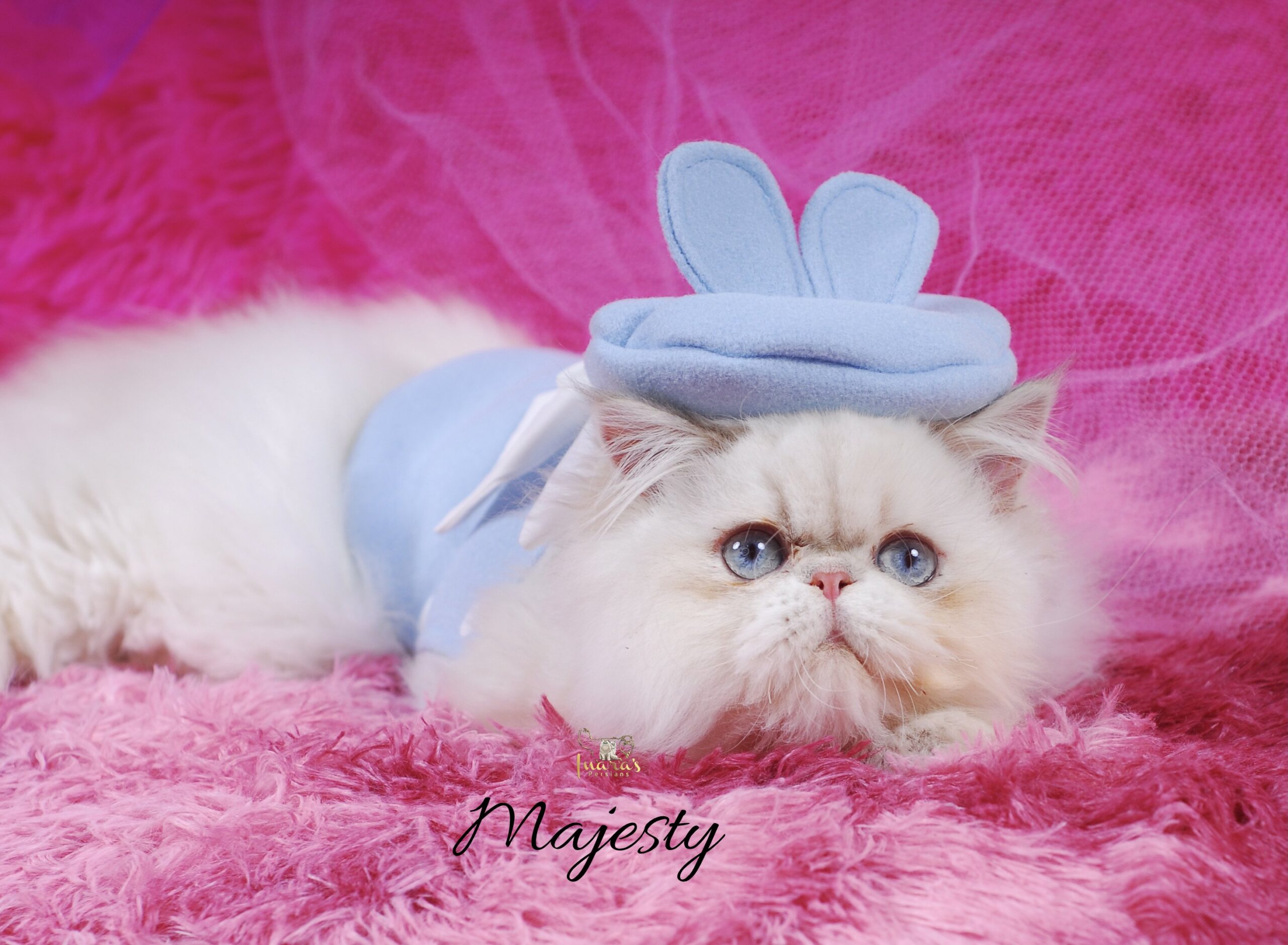 Retired Persian &mdash; Blue Golden Point