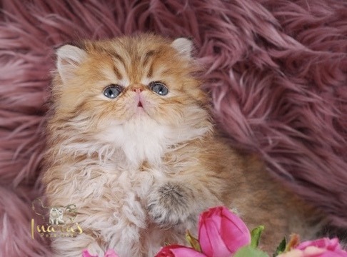 Thoth Persian Kitten