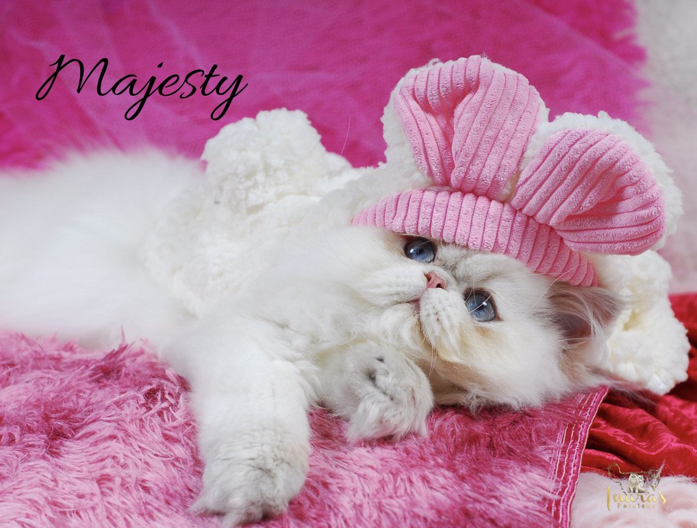 Retired Persian &mdash; Blue Golden Point