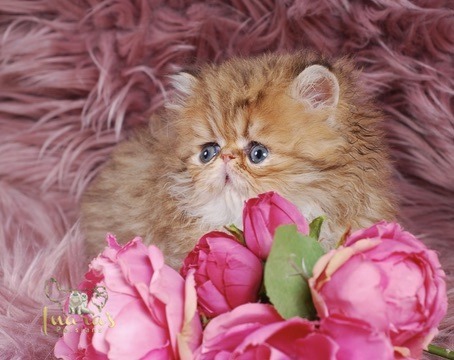 Thoth Persian Kitten