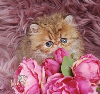 Thoth Persian Kitten