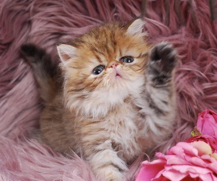 Caspian Persian Kitten