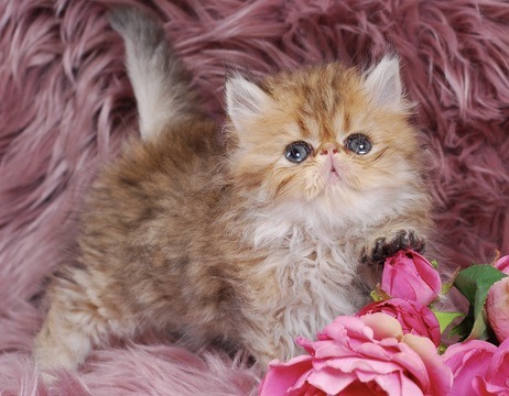 Zephyr Persian Kitten