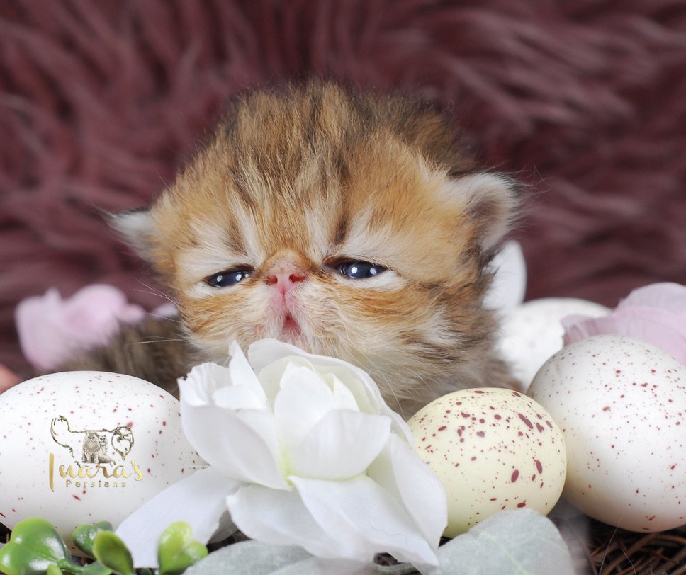 Caspian Persian Kitten