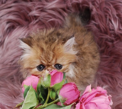 Zephyr Persian Kitten