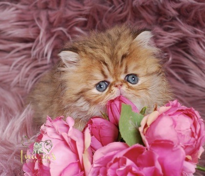 Thoth Persian Kitten