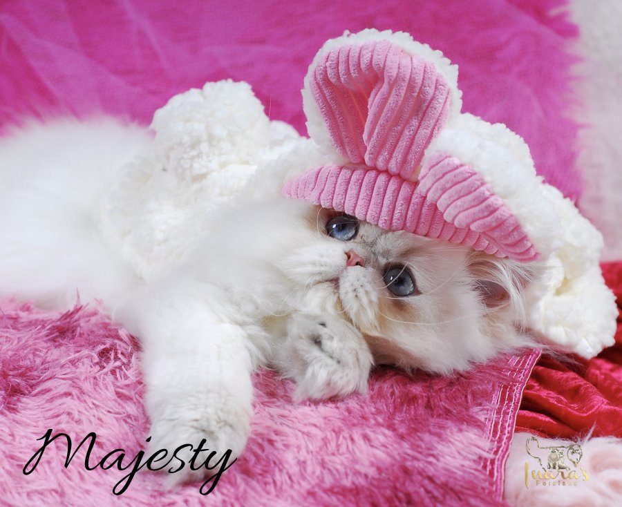 Retired Persian &mdash; Blue Golden Point