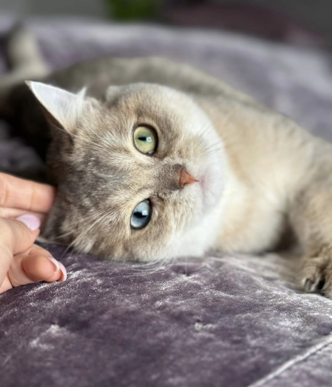 Magic &mdash; Inara's Prettiest Persians