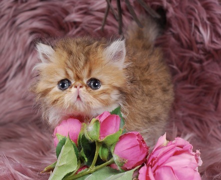 Zephyr Persian Kitten