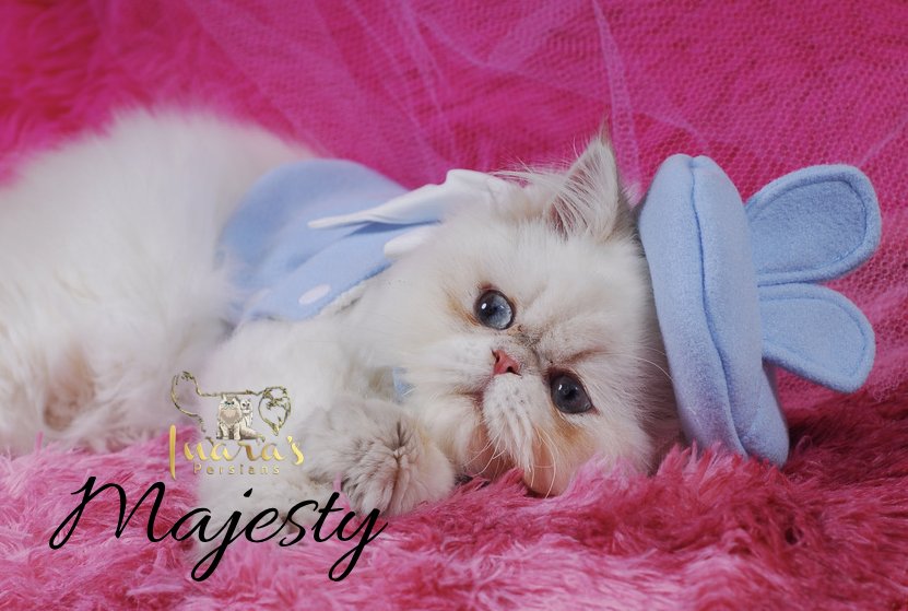 Retired Persian &mdash; Blue Golden Point