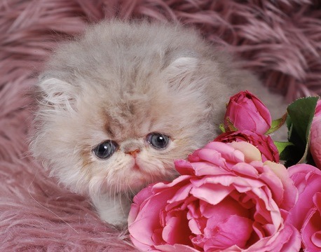 Soleil Persian Kitten