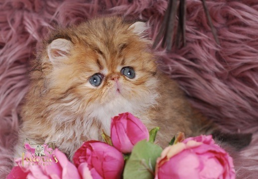 Thoth Persian Kitten