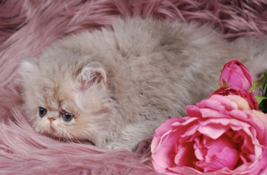 Soleil Persian Kitten