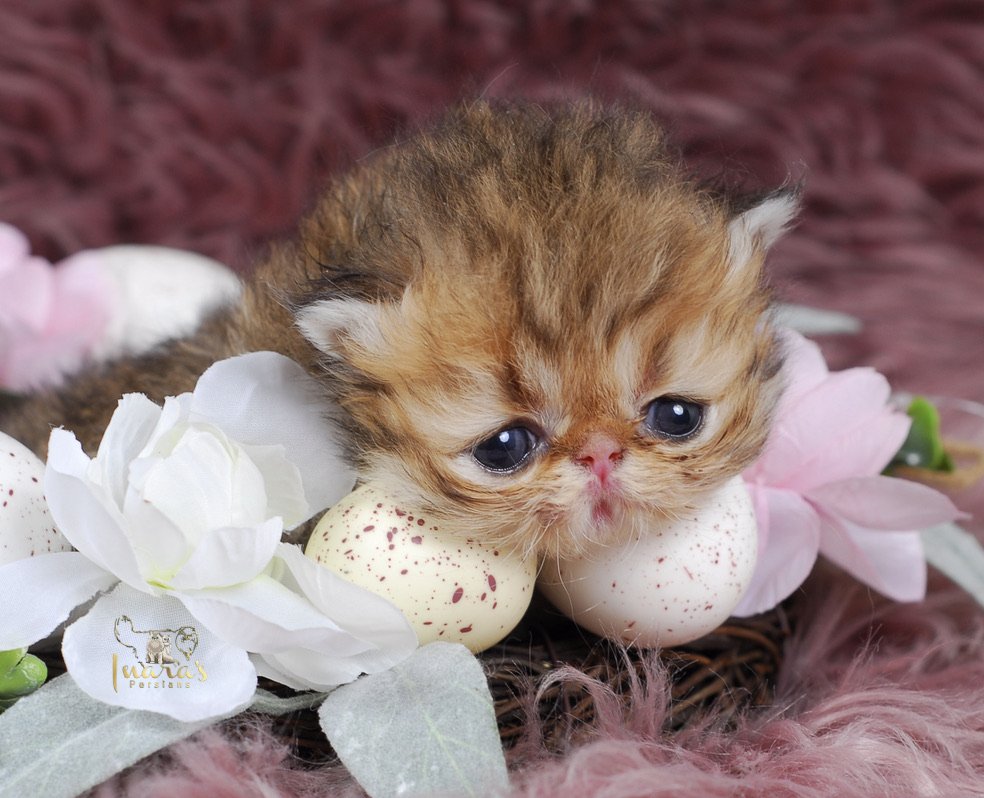 Zephyr &mdash; Golden Persian Boy