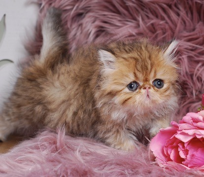 Zephyr Persian Kitten