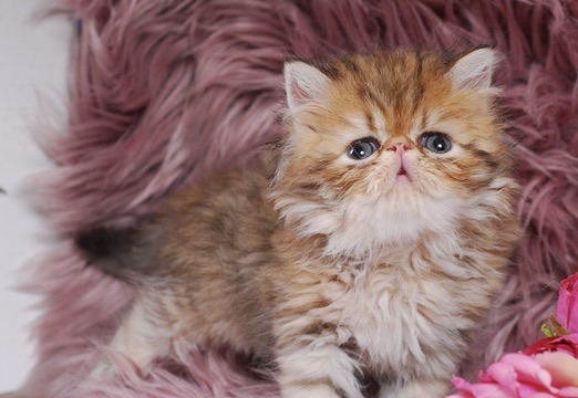 Caspian Persian Kitten